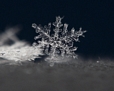 Snowflake Macro Cropby ~DARRYL-SMITH