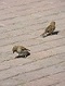 photo/ohota/oh10.jpg
