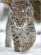photo/ohota/oh13.jpg